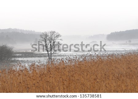 lone tree in foggy swamp area with dry reeds in foreground