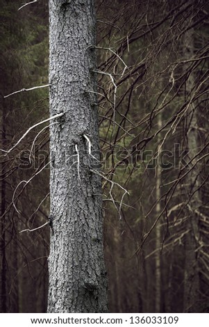 bare tree trunk with dry branches in spooky forest