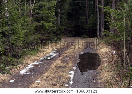 dirt road with puddle in scandinavian forest on rainy gloomy day in early spring