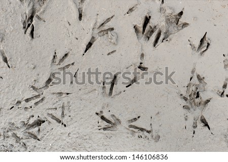 tracks of birds feet in semi dry clay