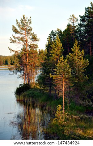 pine trees by river at sunset in scandinavian landscape