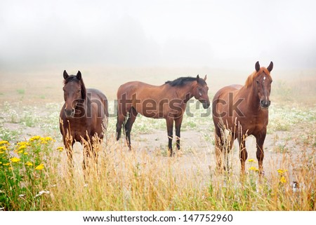 three brown horses in field on early misty morning