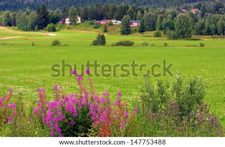 beautiful scandinavian rural landscape with purple fireweed in foreground