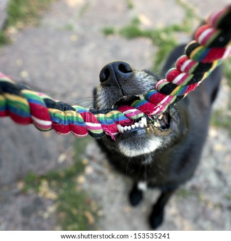 Close up of nose and teeth of black dog biting a rope, having a tug-of-war with his master