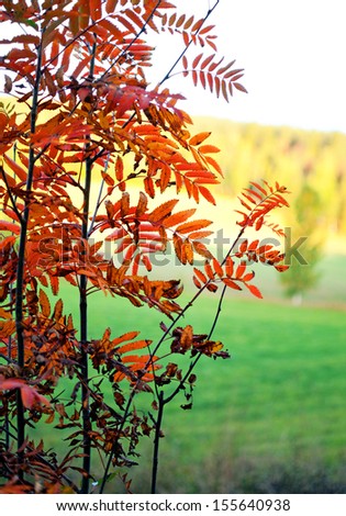 colorful leaves of rowan tree in rural landscape in autumn