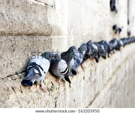 pigeons in a row on ancient stone wall