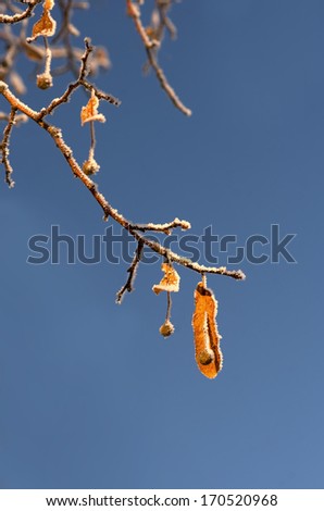 Frozen leaf and fruit of lime tree on blue sky in bright winter sunshine