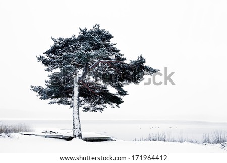 Lone pine tree by lake in snowy winter landscape