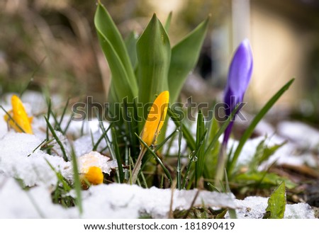 yellow and purple crocus in melting snow