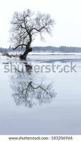 Bare tree reflected in river with melting ice