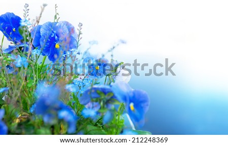 Close up of blue summer flowers on blue  and white background