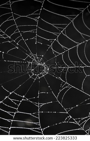 cobweb with morning dew on black background