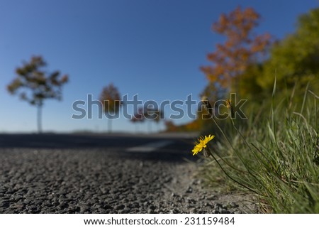 small yellow wild flower on side of rural asphalt road in autumn