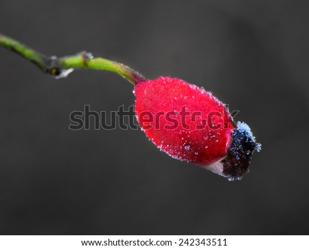 Close up of rose hip with rime frost