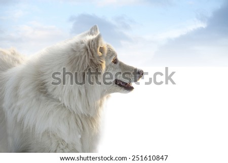 Happy hairy white dog with snow on nose on blue sky