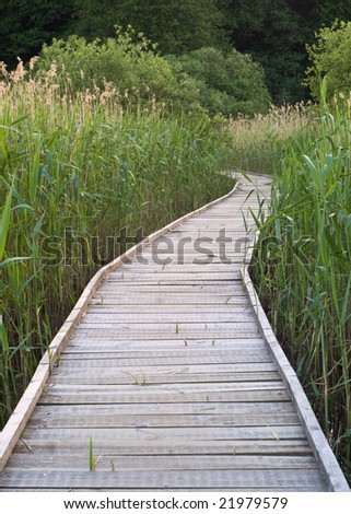 Wooden pathway over a swamp area.