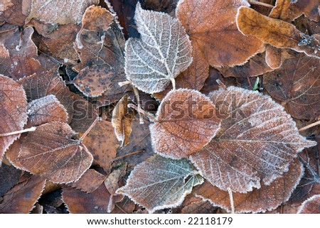 A variety of frozen leaves on the ground. Most of them come from a lime tree.