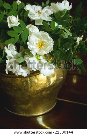 White roses in a pot