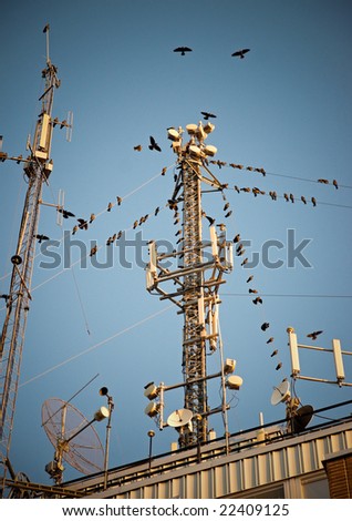 Flock of birds around a telecommunications tower.