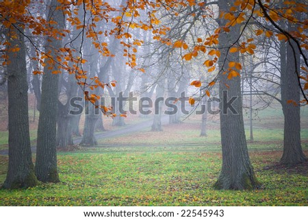 Lime trees with orange leaves in the morning mist.