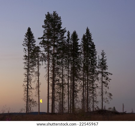 The moon seen through some trees in a forest in Halsingland, Sweden