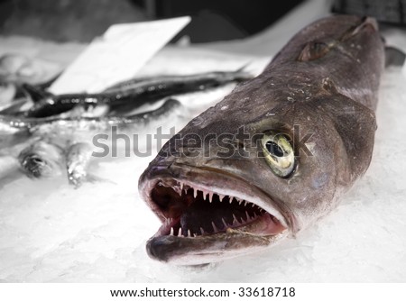 Dead fish with sharp teeth on ice
