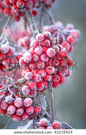 Close up of bunches of rowan berries with ice crystals