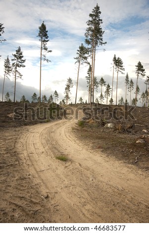 Dirt road going up a small hill in a clearing with a few pine trees