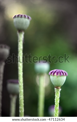 Close up of dry poppy seed capsule