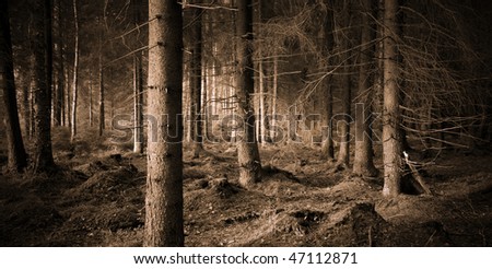 Spooky forest with dry trees in sepia