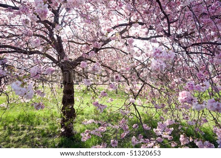 flowering cherry tree pictures. flowering cherry tree in