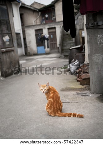 Red cat in a Chinese street