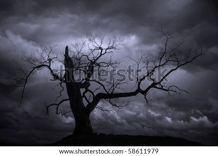 Silhouette of bare tree against blue moody sky