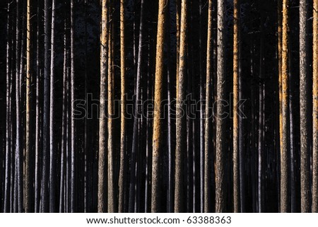 Straight tree trunks in pine forest