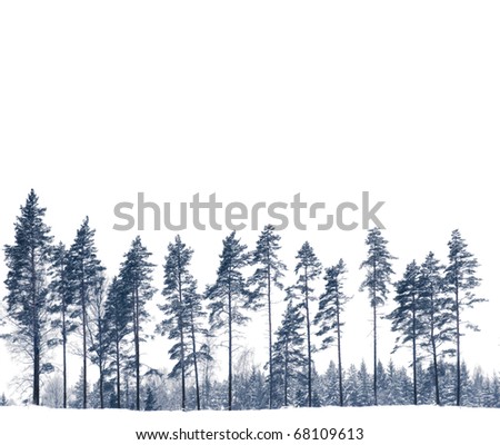 Row of pine trees in winter isolated on white