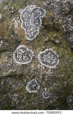 Fungus on a rock, forming circular patterns