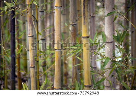 Close up of stems of bamboo trees