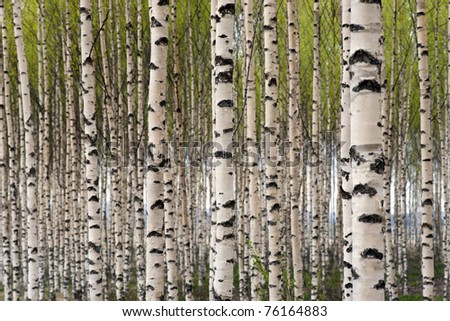 Grove of birch trees with green leaves in spring