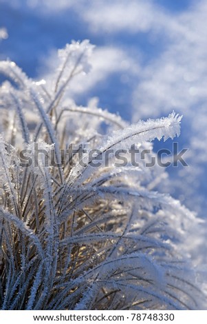 close up of grass with rime frost in winter