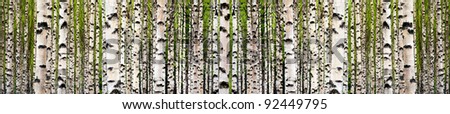 Seamless wallpaper image of birch tree forest in spring. Completely symmetrical pattern.