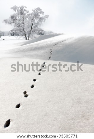 single bare birch tree on field with footprints on sunny winter day