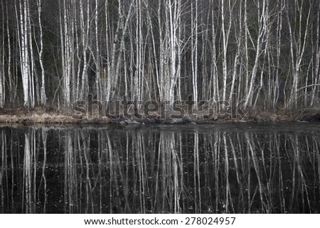 Bare birch trees reflected in dark river