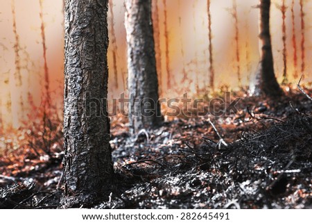 Forest on fire, with scorched trees and black ash in foreground