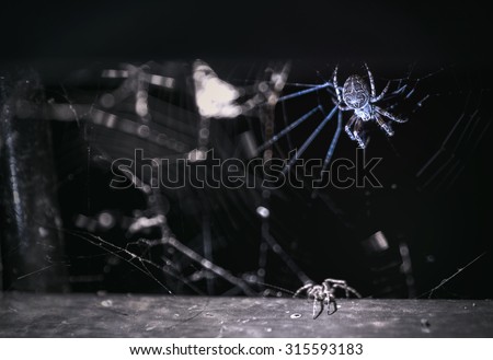 Scary close up of spider in dark place
