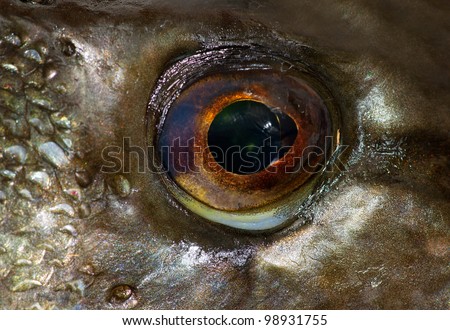 Extreme closeup of eye of newly caught pike