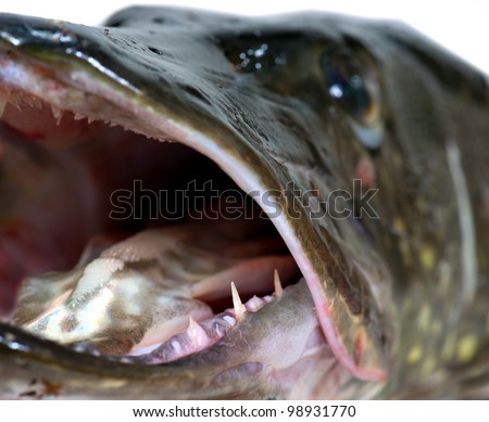 Extreme closeup of mouth of pike, with sharp teeth