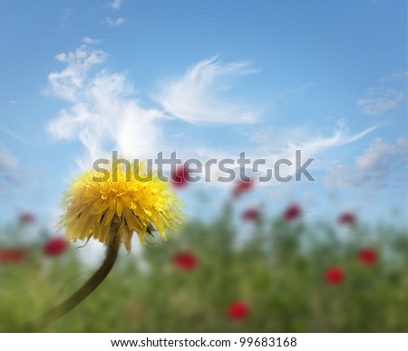 Close up od dandelion in field with red poppies on blue sky