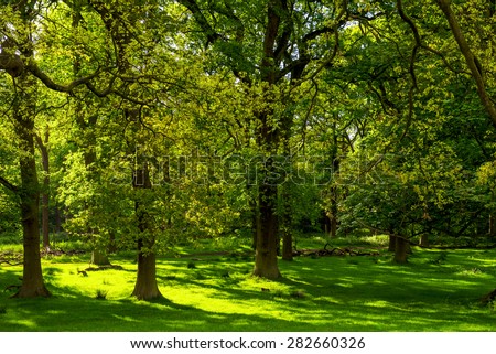 Beautiful Green Forest in Summer Sun, England, UK