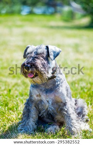 Miniature Schnauzer Dog of Colour Pepper and Salt in Hot Summer Day