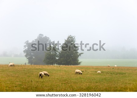 Foggy Autumn Scenery with Sheep in the Park, Stowe Gardens, England, UK